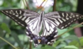 일 년 내내 나비가 나는 곳,인천광역시 부평구