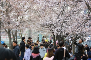 안양충훈벚꽃축제,지역축제,축제정보